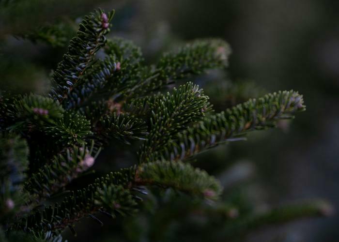 Lokaal en ecologisch gekweekte kerstbomen