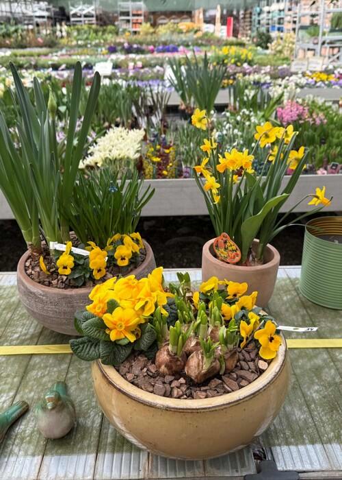 lente kriebels